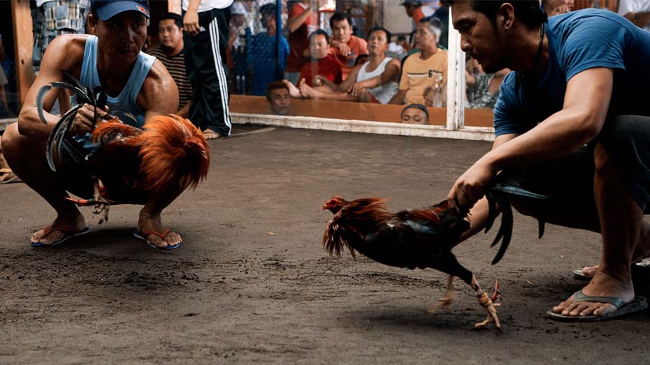 How to Win at Online Sabong: What to Look for in a Gamefowl?