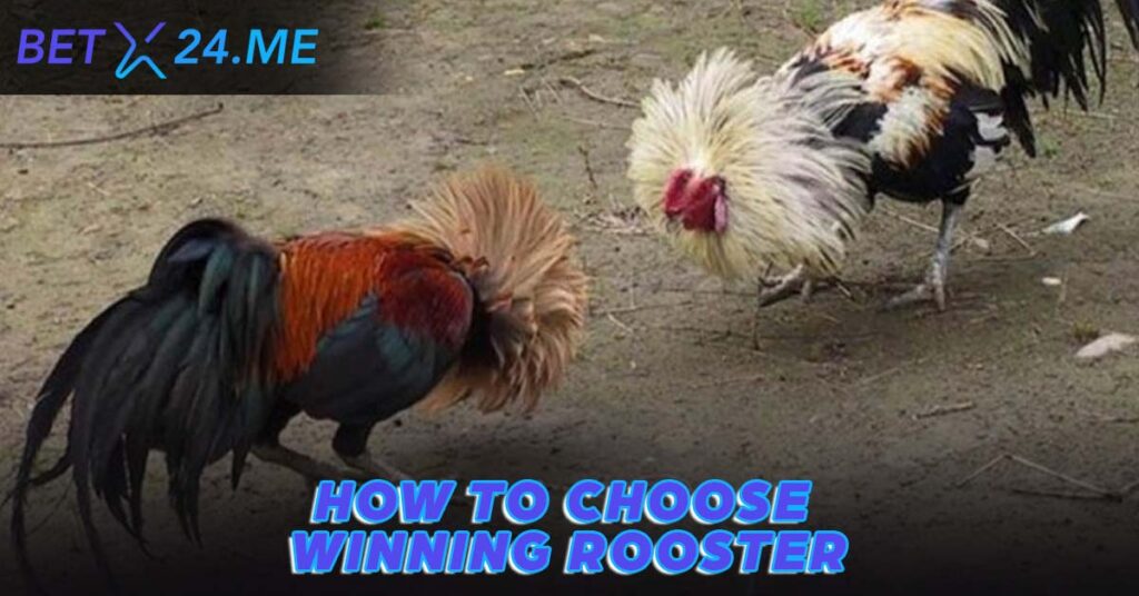 how to choose winning rooster?