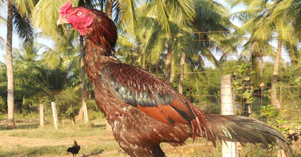 Characteristics of Asil chickens