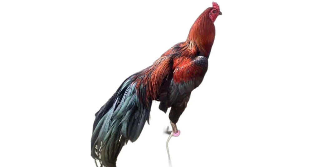 Standard Weights of Asil chickens