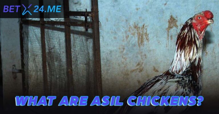 What are Asil Chickens