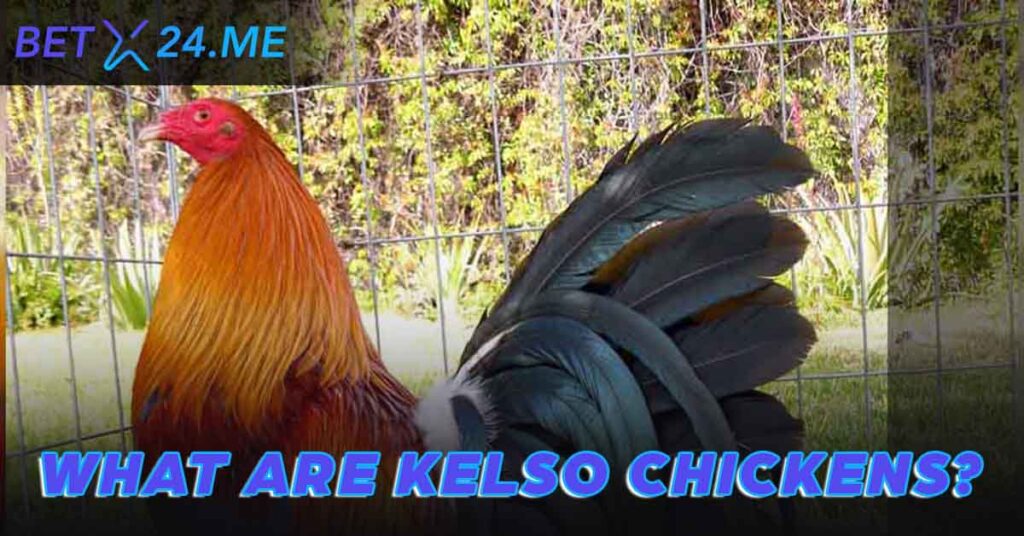 Kelso Chicken