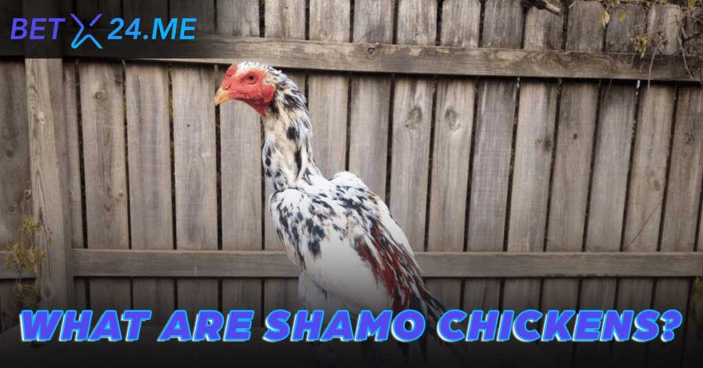 History of Shamo Chickens